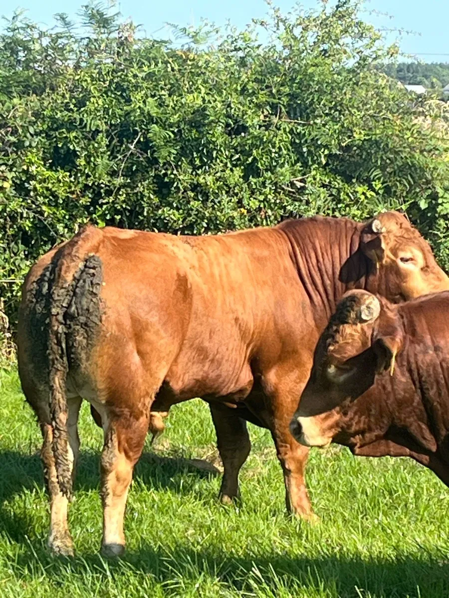 Limousine bulls - Image 4