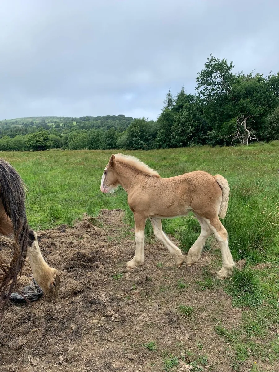 Pair of fillies for sale - Image 2