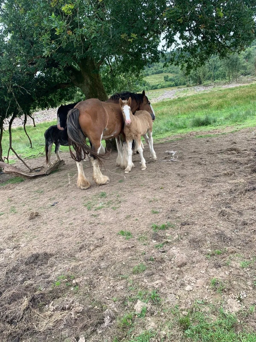 Pair of fillies for sale - Image 3