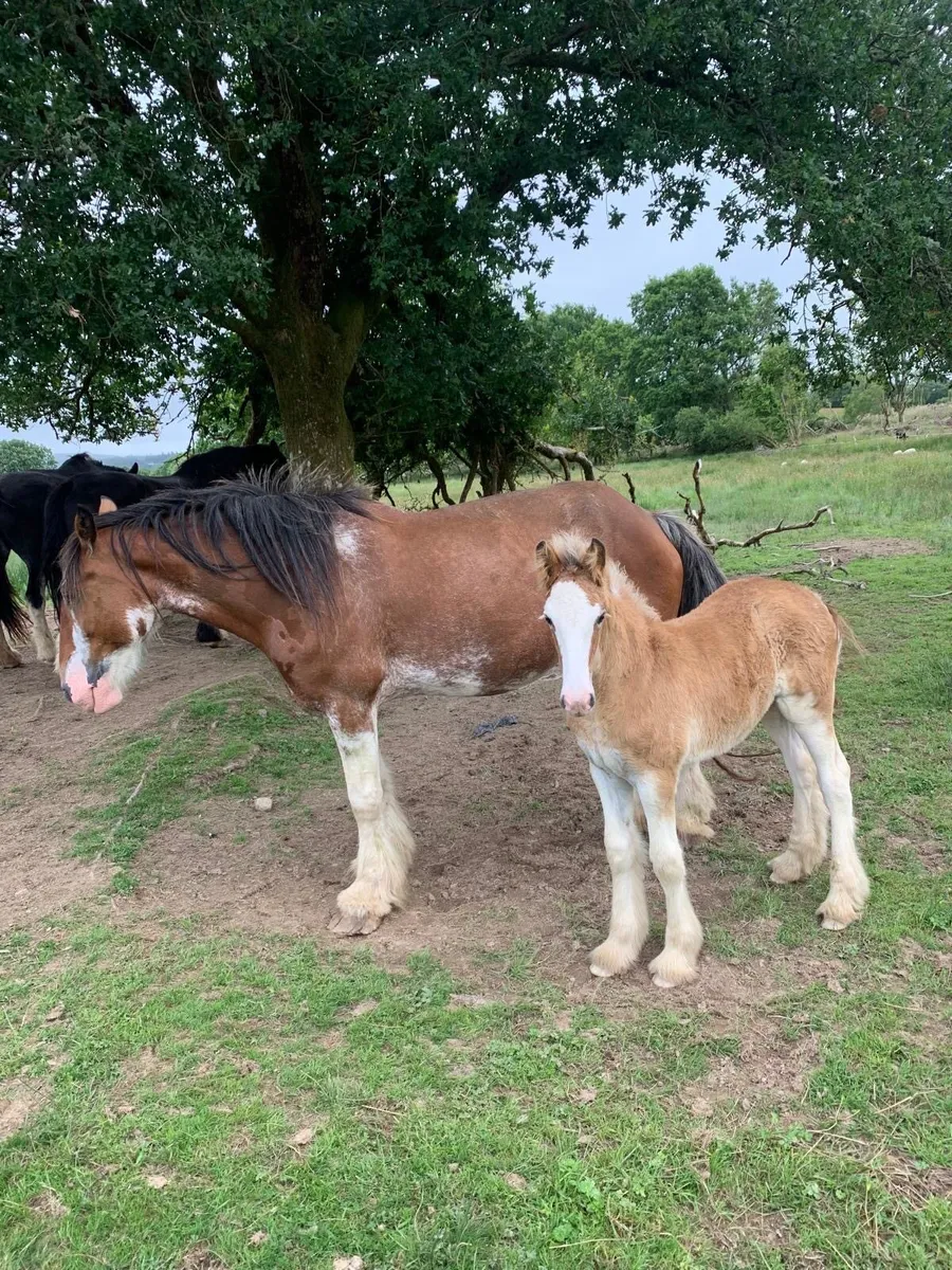 Pair of fillies for sale - Image 1