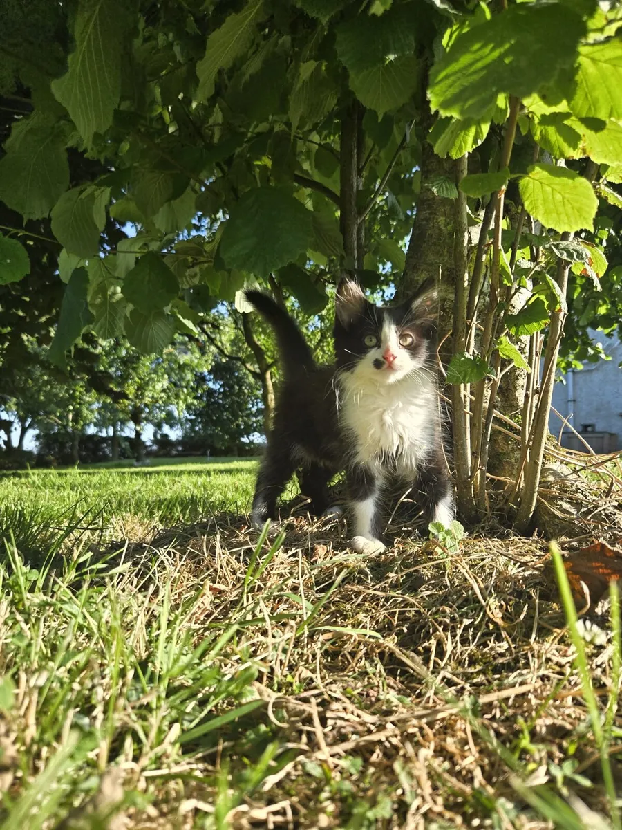 Kittens looking for a home - Image 2