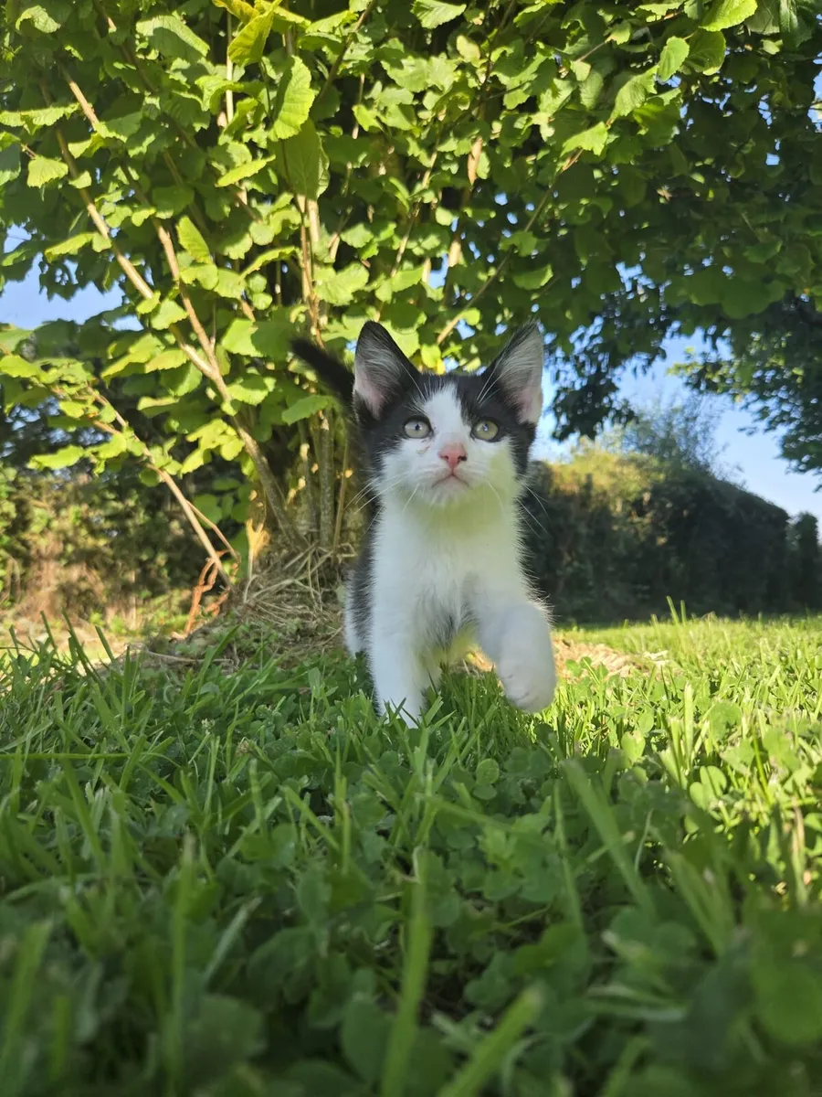 Kittens looking for a home - Image 3