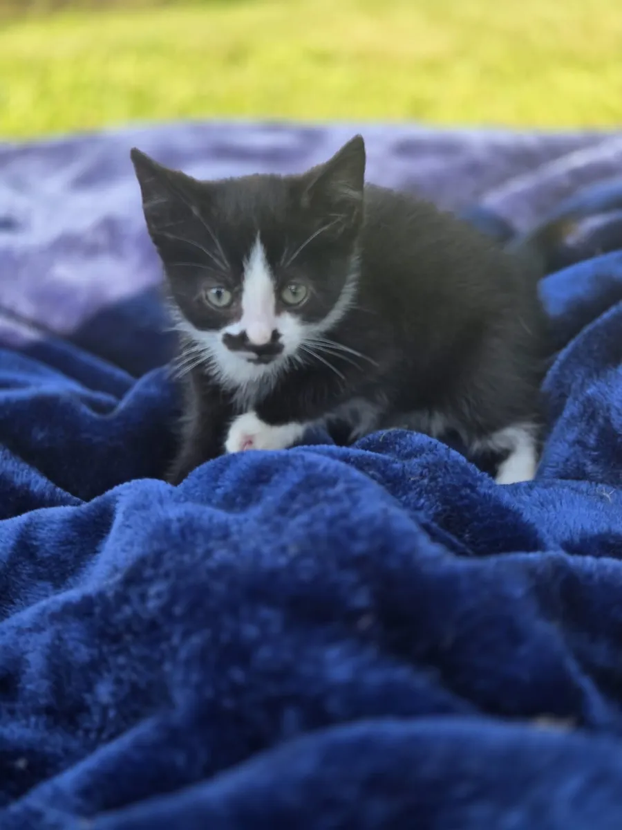 Kittens looking for a home - Image 1