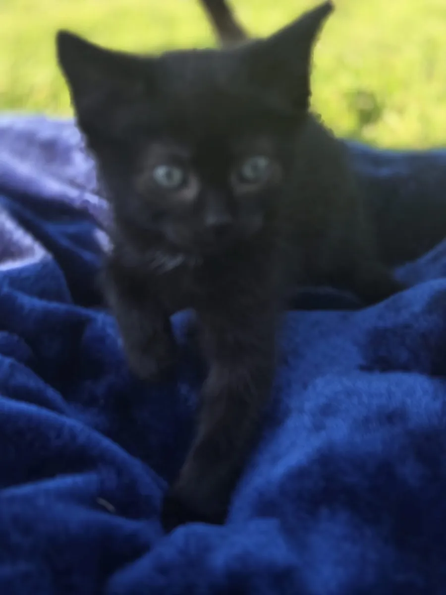 Kittens looking for a home - Image 4