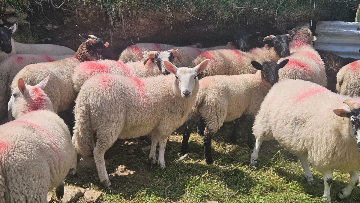 Lambs