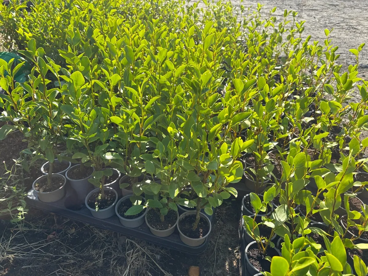 Griselinia hedging - Image 2