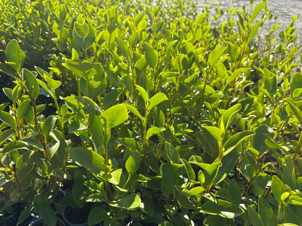 Griselinia hedging - Image 3