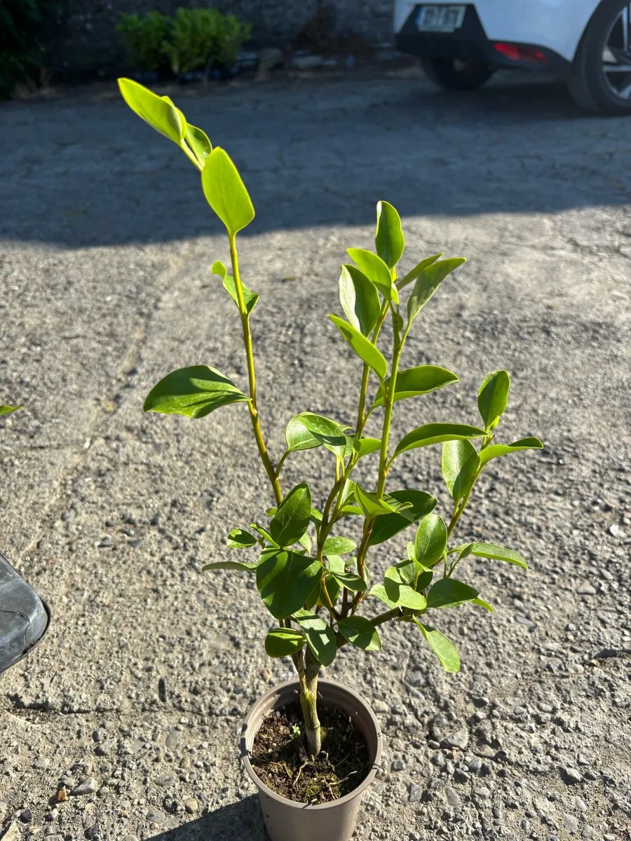 Griselinia hedging - Image 4