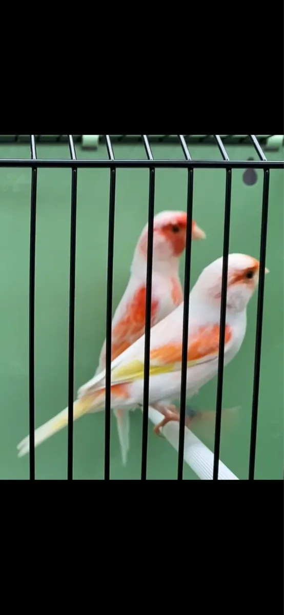 Mosaic Canaries - Image 1