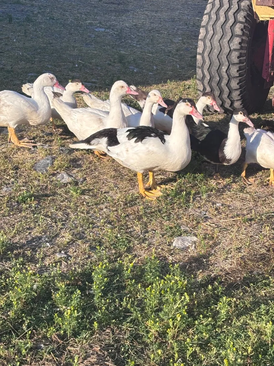 Ducks - Image 3
