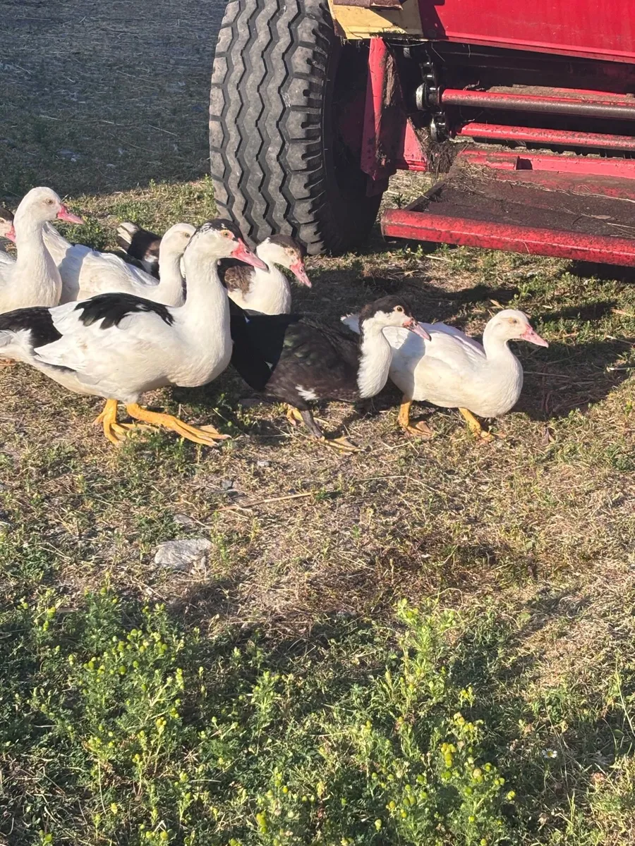 Ducks - Image 4