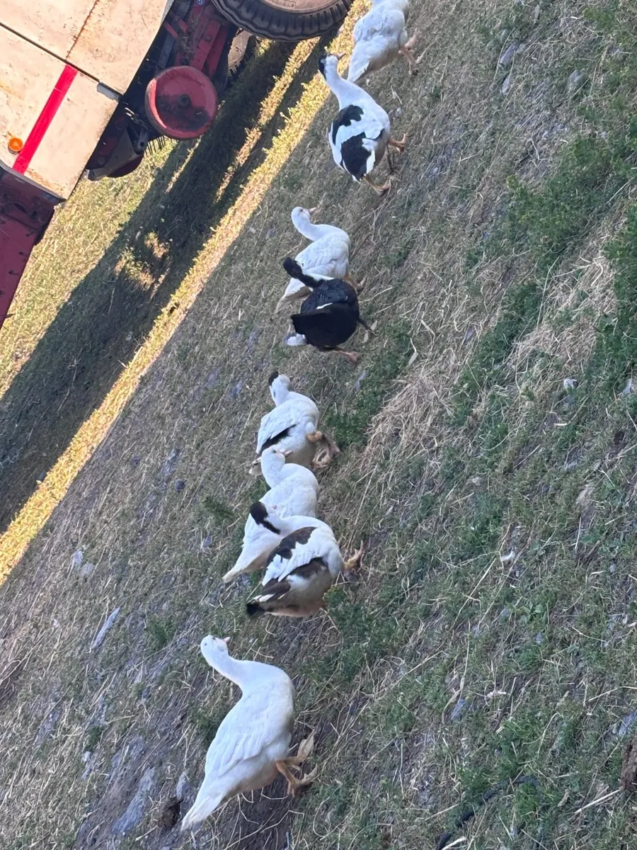 Ducks - Image 1