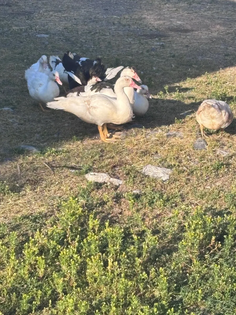 Ducks - Image 2