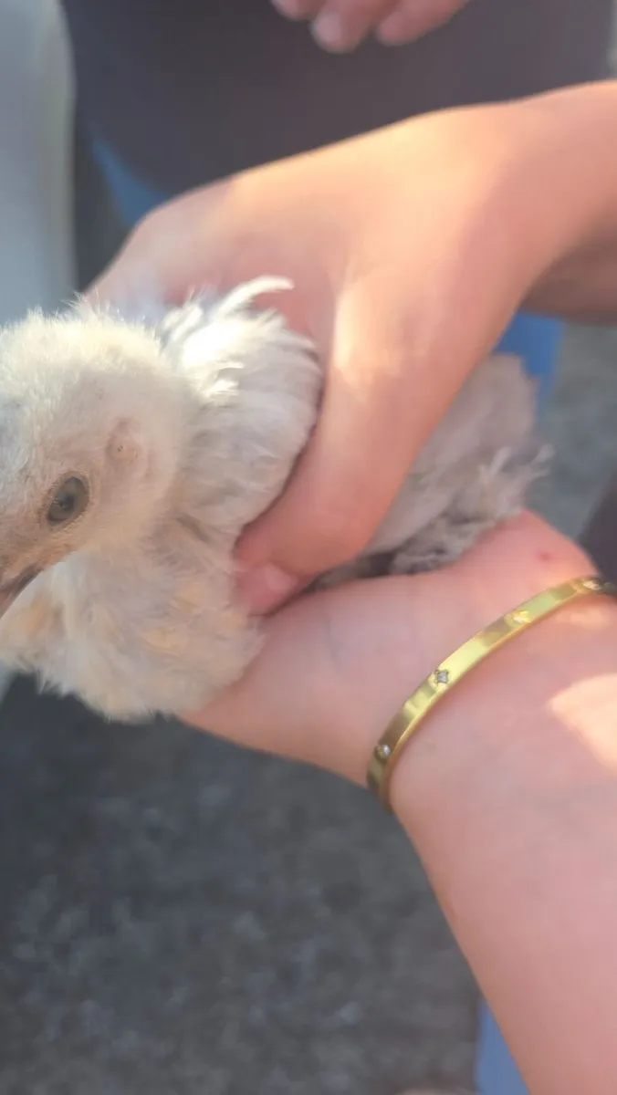 Chickens - White Silkies, Buff & Lav Perkin - Image 2