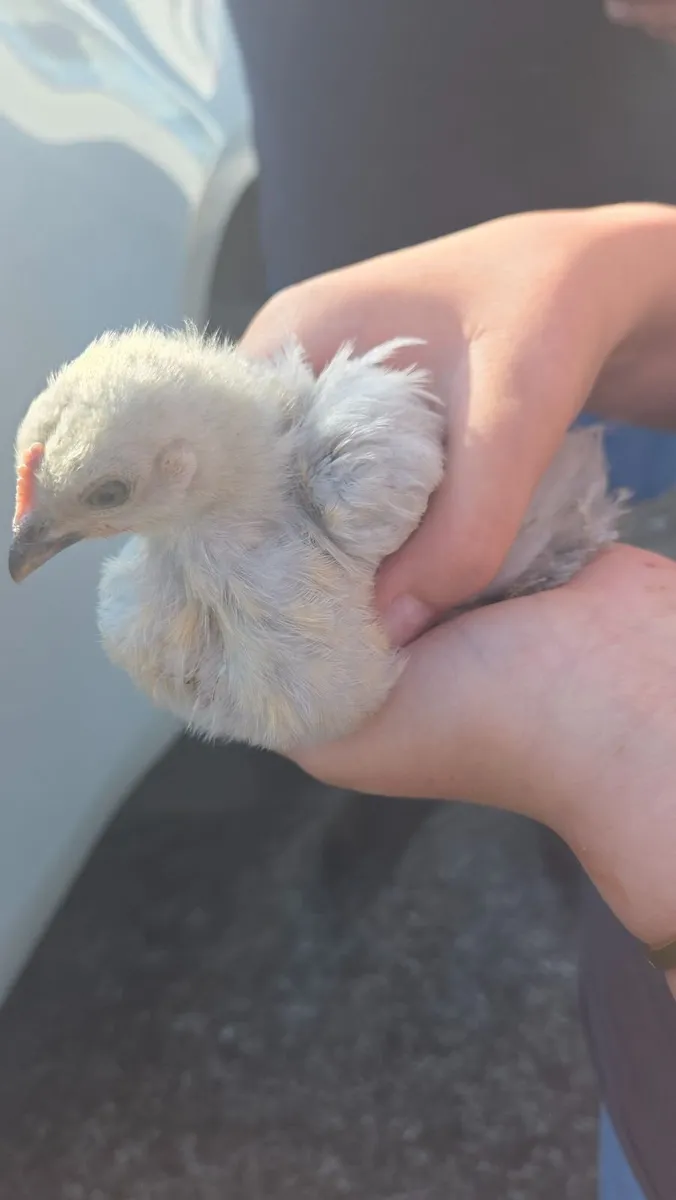 Chickens - White Silkies, Buff & Lav Perkin - Image 3