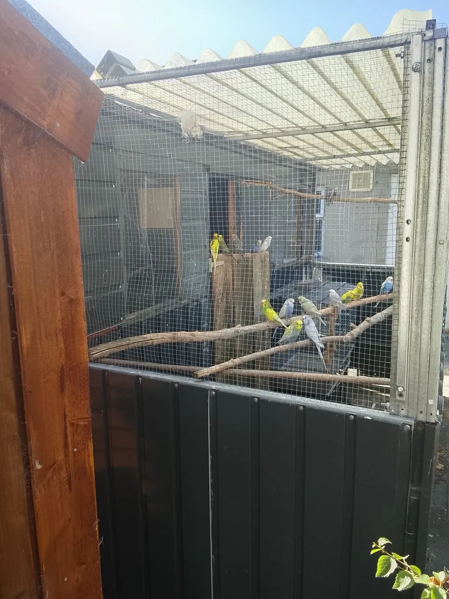 Birds - Image 2