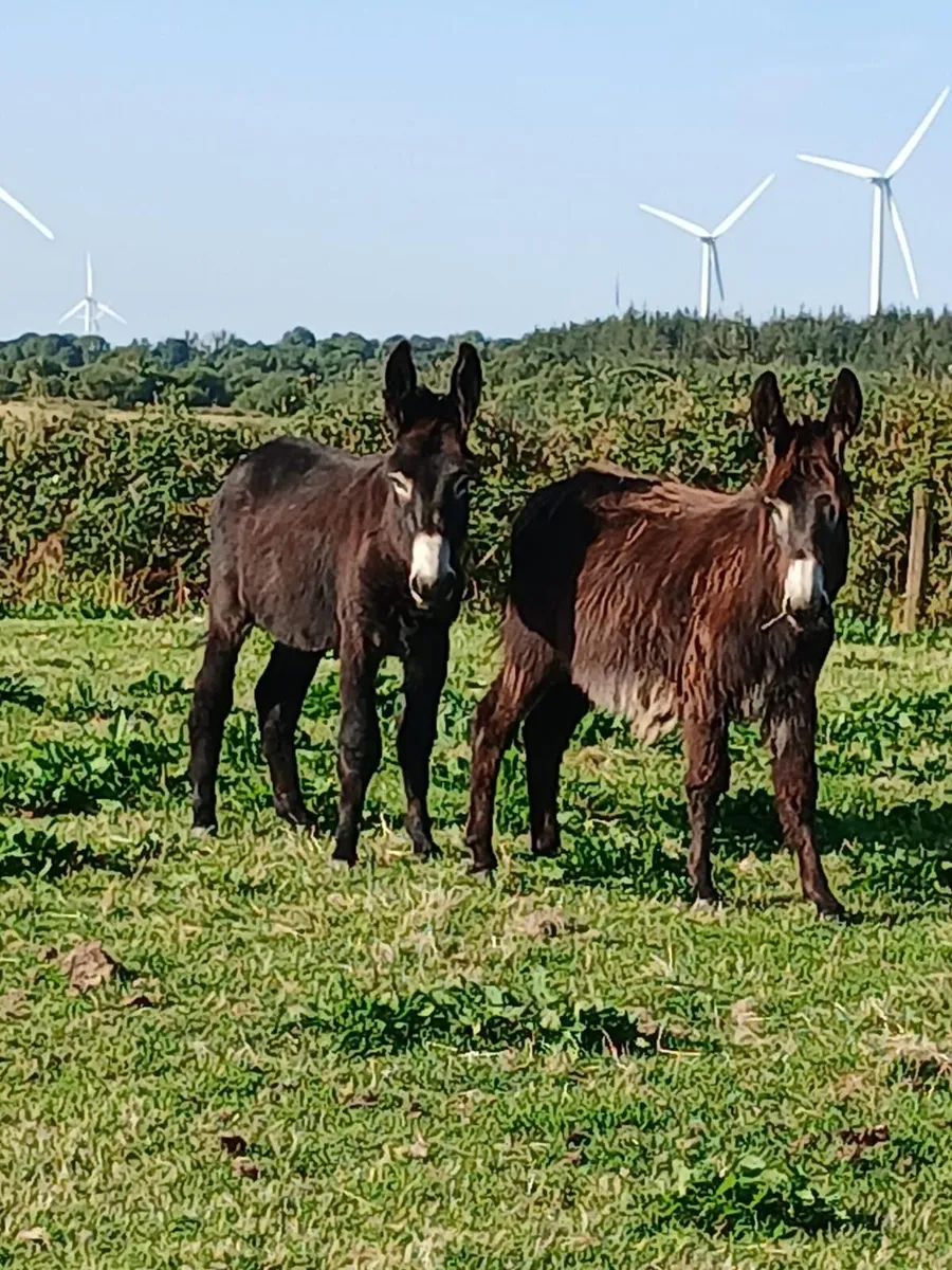 2 Donkeys for Sale