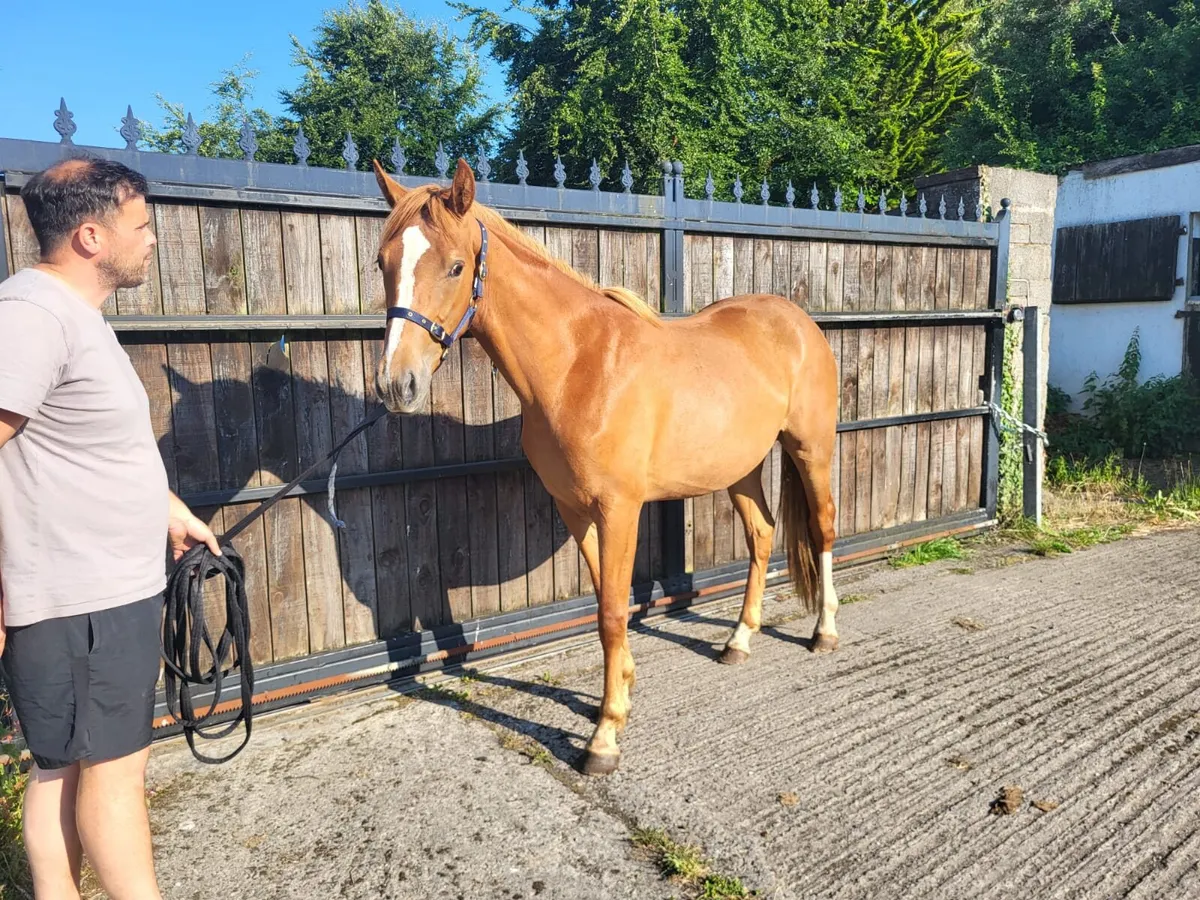 Horse 15.1 at the moment - Image 2