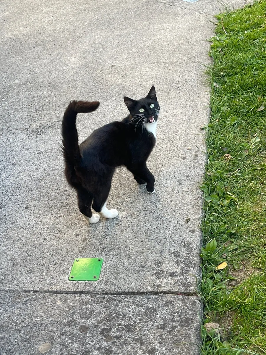 2 cats one pregnant - Image 1