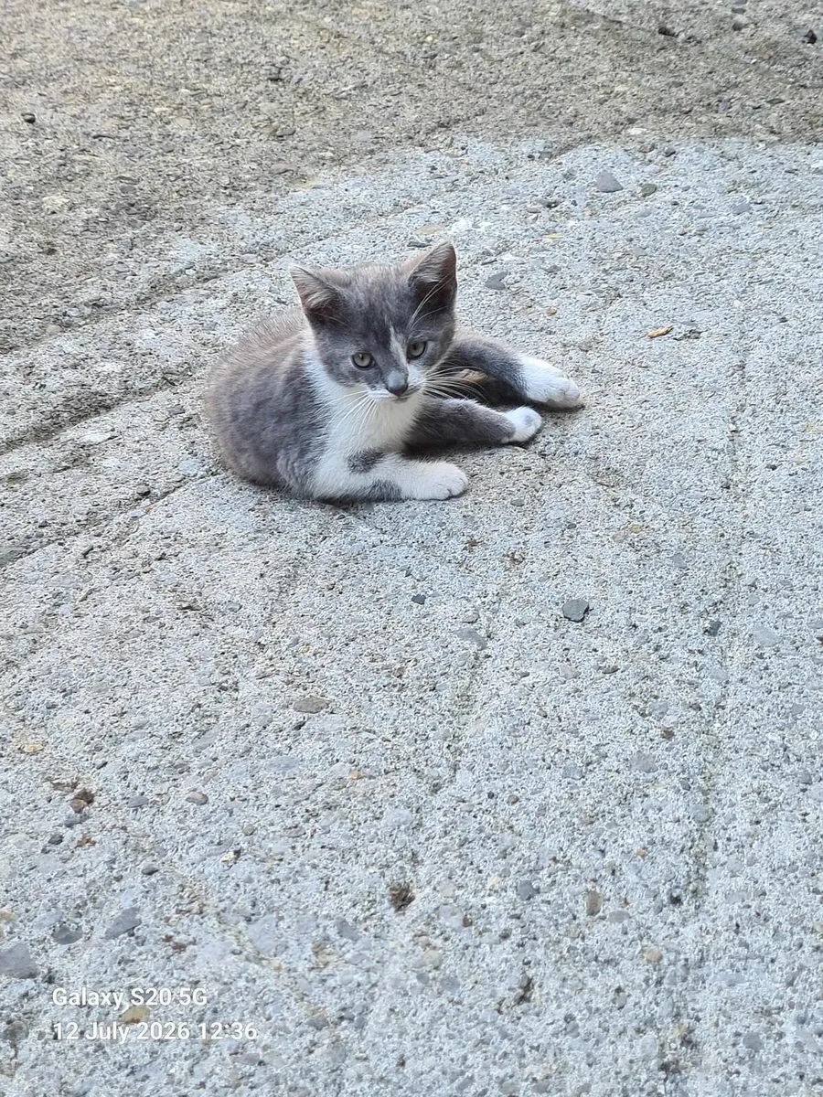 2 Kittens for free - Image 1