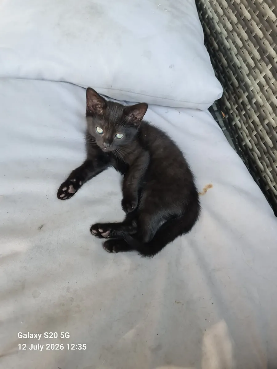 2 Kittens for free - Image 2