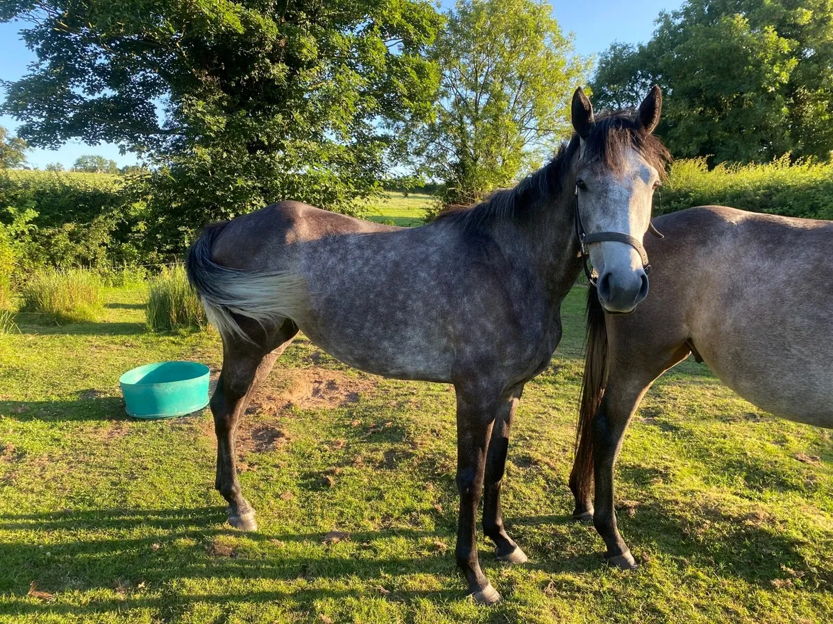 Good jumper 3year old grey filly by Banks Douglas - Image 1
