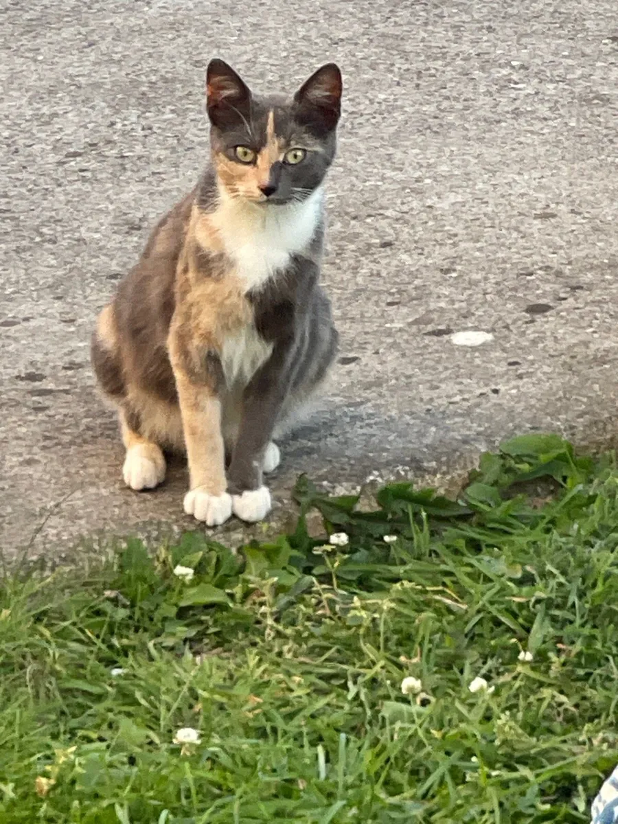 2 cats one pregnant - Image 3