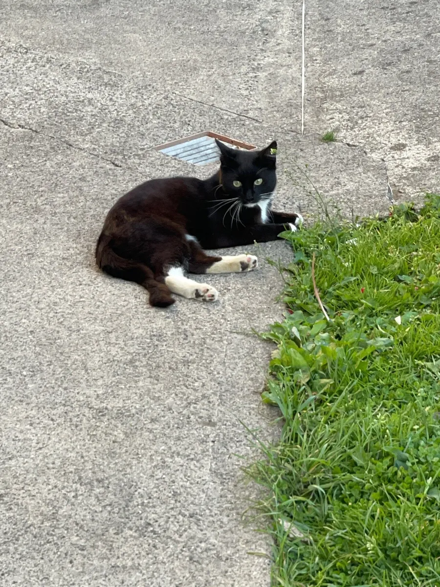 2 cats one pregnant - Image 4