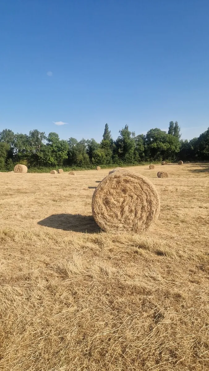 Horse hay - Image 1