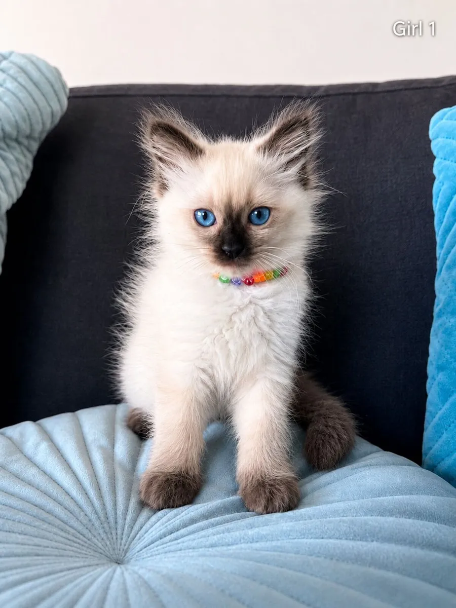 Ragdoll Kittens Purebred (Last two girls!) - Image 2