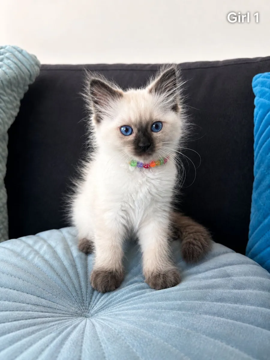Ragdoll Kittens Purebred (Last two girls!) - Image 3