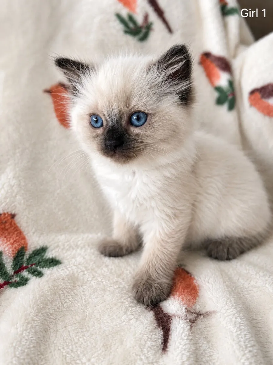 Ragdoll Kittens Purebred (Last two girls!) - Image 4