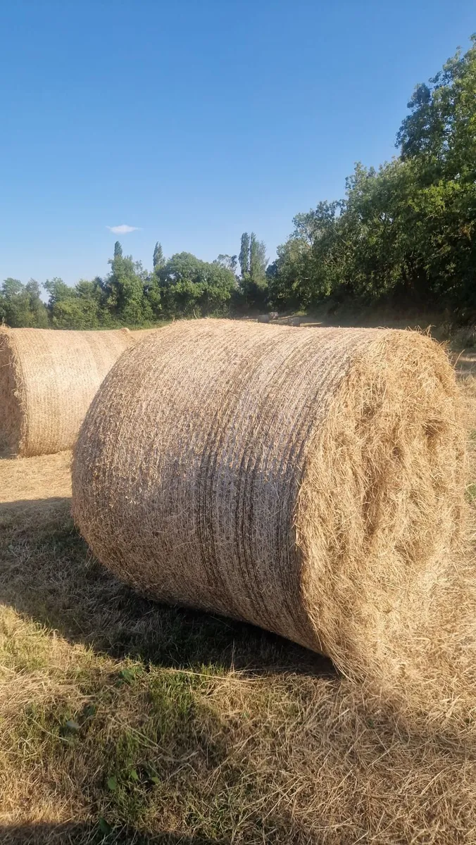 Horse hay - Image 2