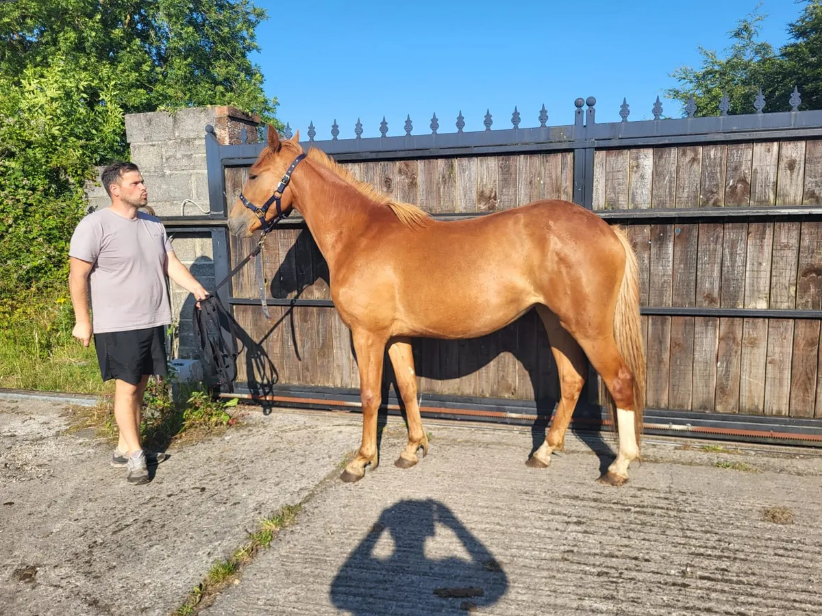 Horse 15.1 at the moment - Image 4