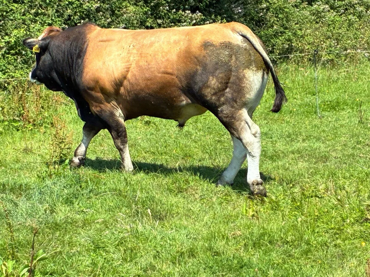 PBNR Parthenaise Bull - Image 3