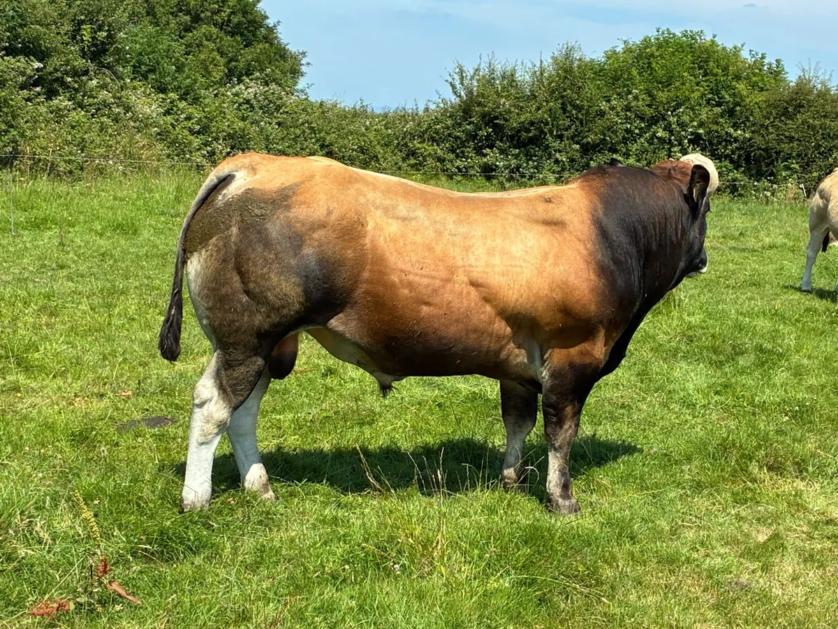 PBNR Parthenaise Bull - Image 4