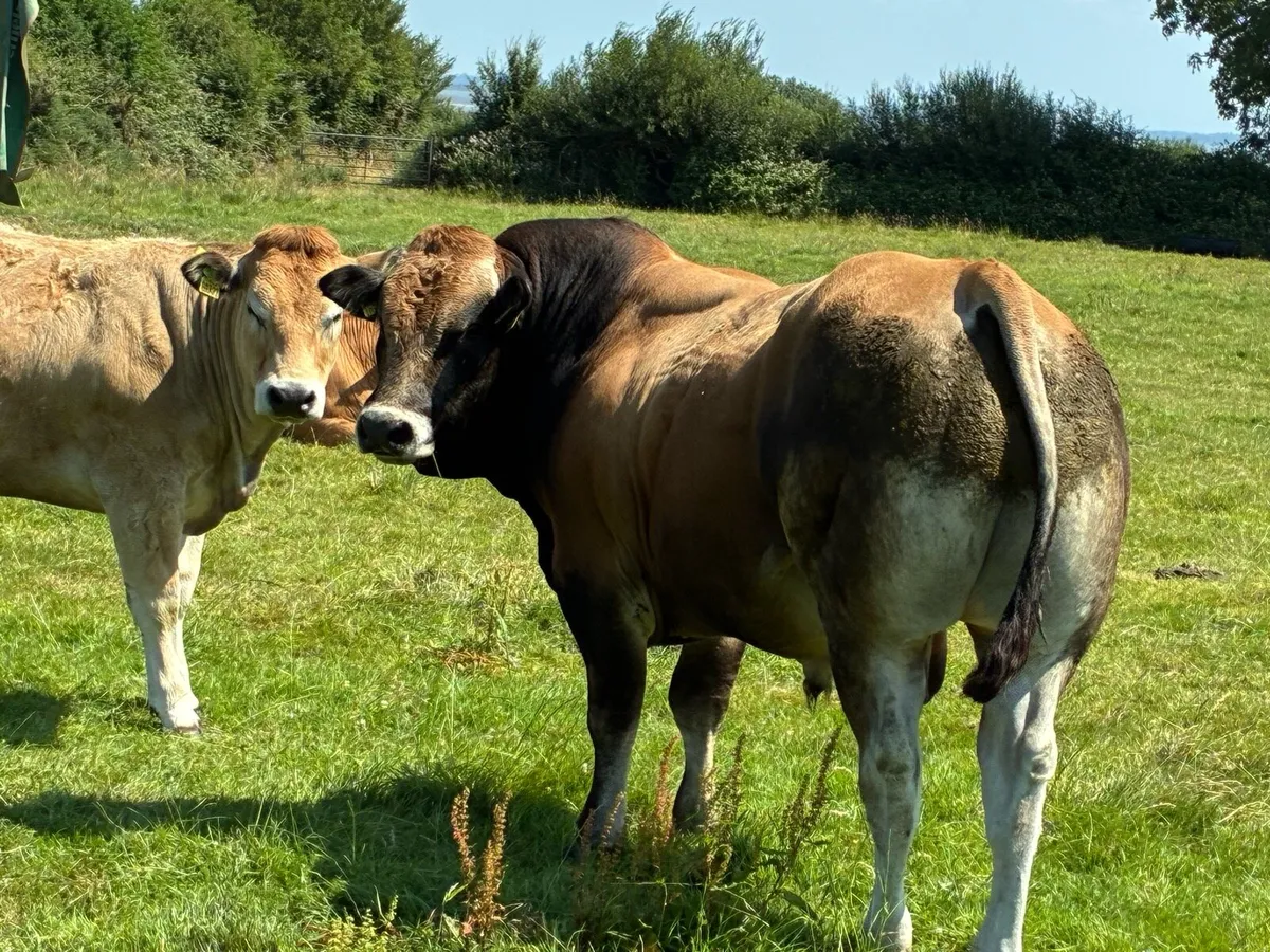 PBNR Parthenaise Bull - Image 2