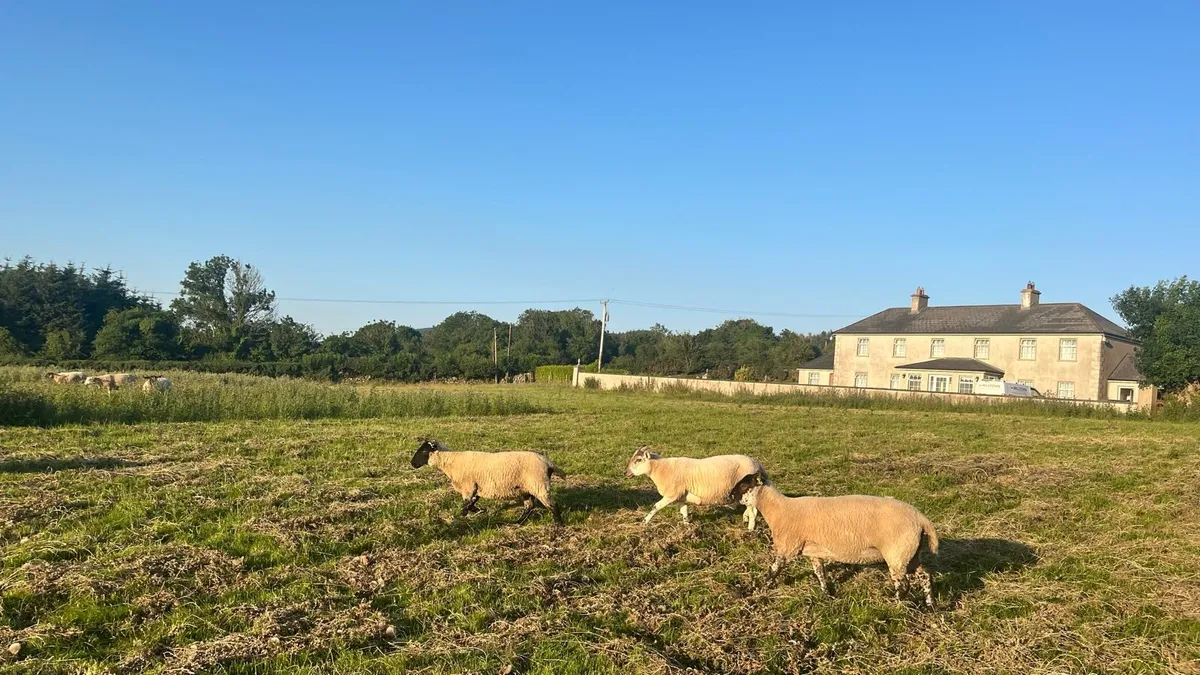 Quality Hoggets - Image 2