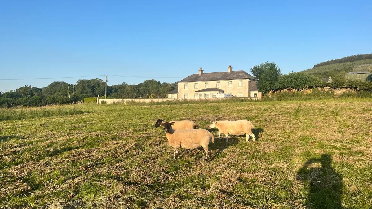 Quality Hoggets - Image 3