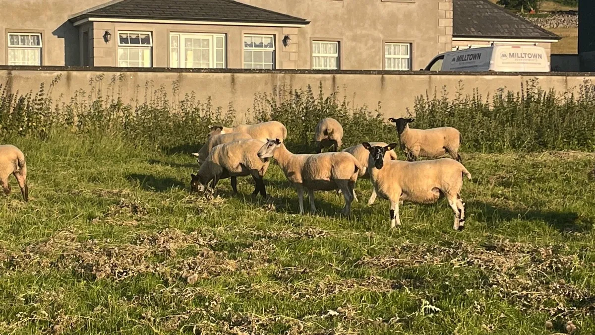 Quality Hoggets - Image 1