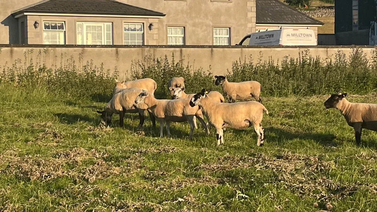 Quality Hoggets - Image 4