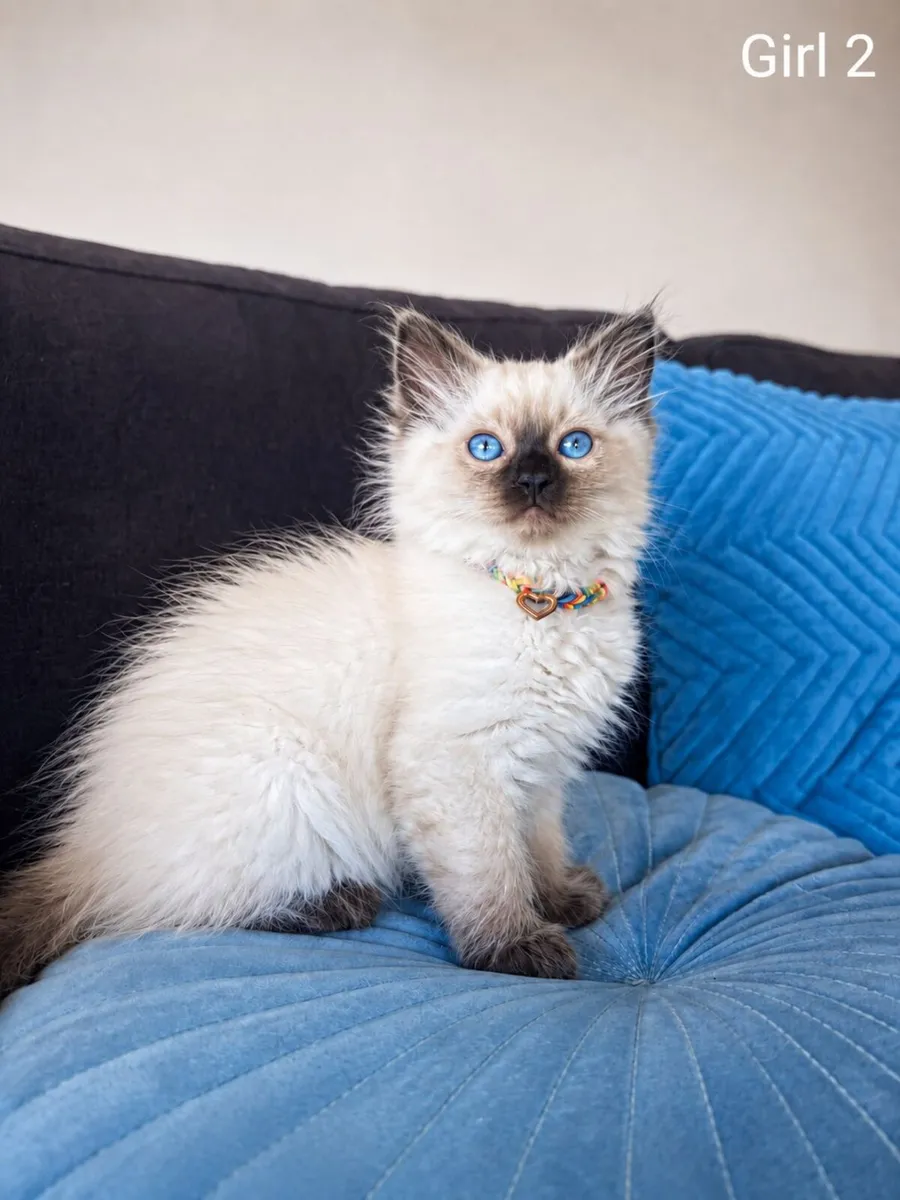 Ragdoll Kittens Purebred (Last two girls!) - Image 1