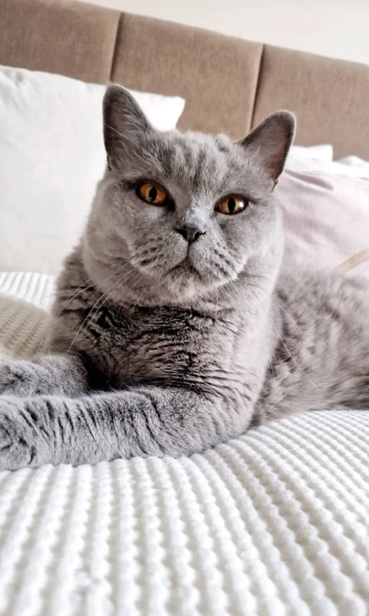 British Shorthair cat - Image 1