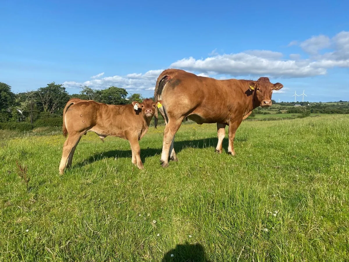 1st Calved McCabe Heifer and Calf - Image 2