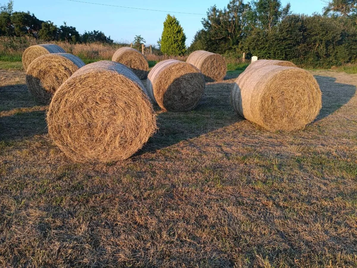 40 1st cut Silage Bales from June 2025 - Image 2