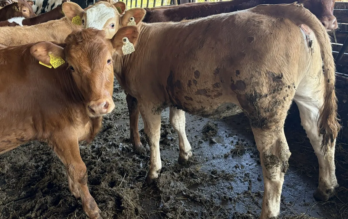 8 Continental Heifer Weanlings - Image 4