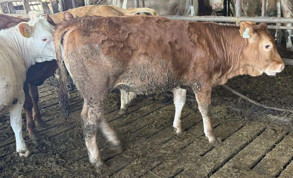 8 Continental Heifer Weanlings - Image 2
