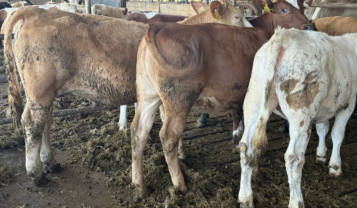 8 Continental Heifer Weanlings - Image 3