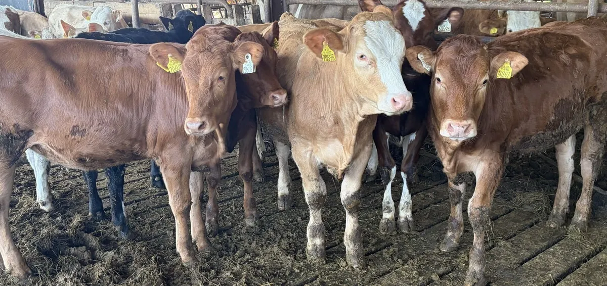 8 Continental Heifer Weanlings - Image 1