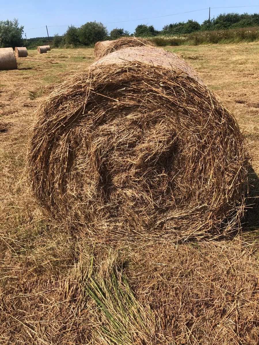 Rushy hay suitable for bedding - Image 2